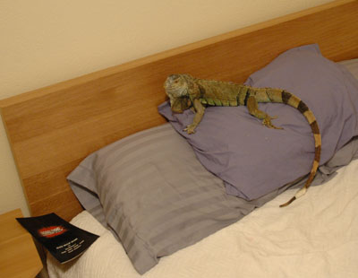 echo lizard